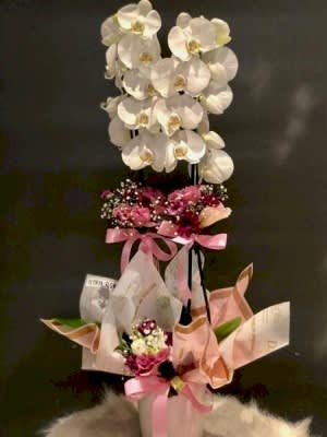 Beyaz Orkide İthal 1