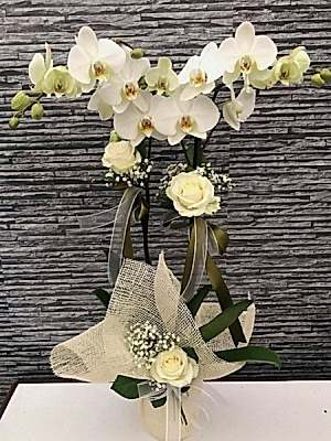 Orkide Beyaz İthal