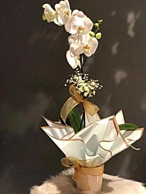 Tek Dal Beyaz Orkide