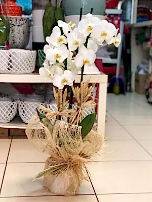 Orkide Çiftdal Beyaz