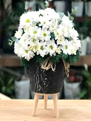 Ayaklı Vazoda Papatya