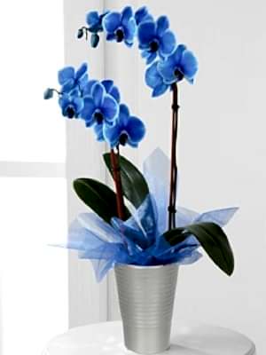 Mavi Orkide Yerli