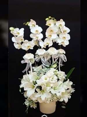 Özel Tasarım Orkide