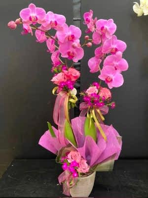 Mor Orkide İthal