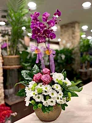 Orkide Aranjman Papatya