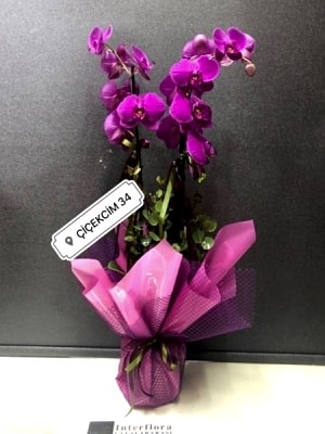 Mor Orkide 2 li