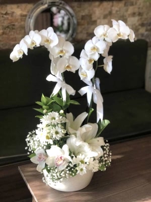 Aranjman Orkide 1