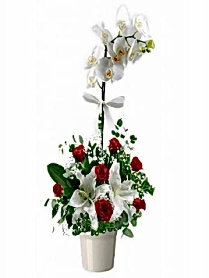 Vazoda Orkide Aranjman 