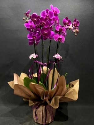 Mor Orkide 4 Dal İthal