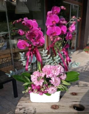Mor Orkide Aranjman