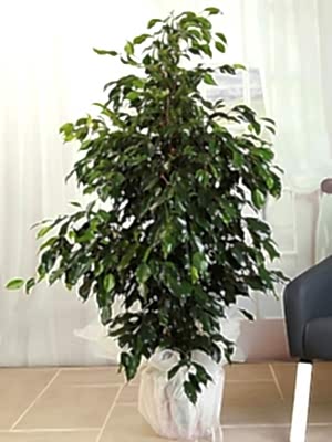 Benjamin Büyük Boy