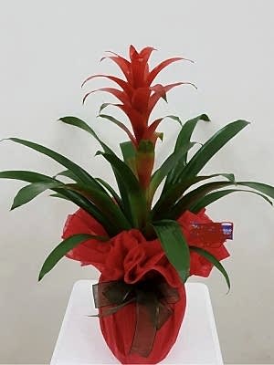 Guzmanya Saksı Çiçeği