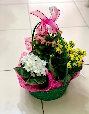 Kalanşo Çiçeği 3lü