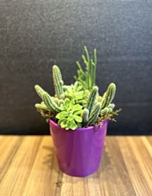 Seramik Vazoda Scullent