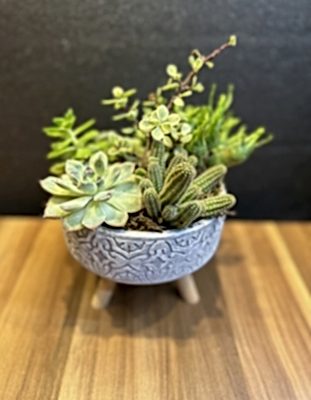 Ayaklı Dekoratif Saksıda Teraryum