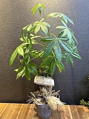 Paçhira Çiçeği Büyük Boy