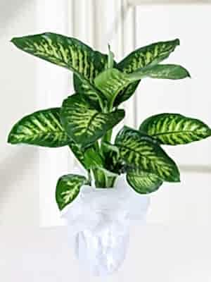 Dieffenbachia (Difenbahya)