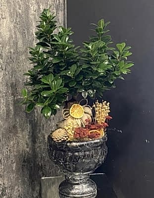 Bonsai Çiçeği