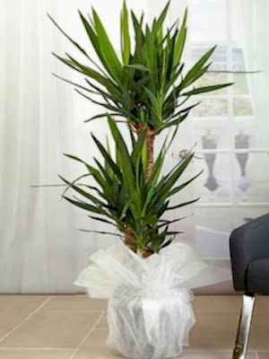 2 Köklü Yuca Büyük Boy