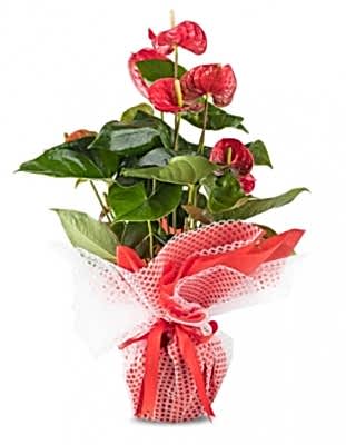 Antoryum Saksı Çiçeği