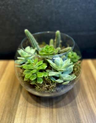 Cam fanusta  Teraryum 2