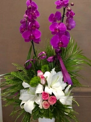 Orkide Sevginin Gücü