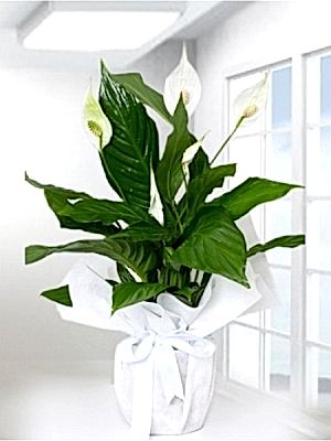 Spatifilyum Büyük Boy