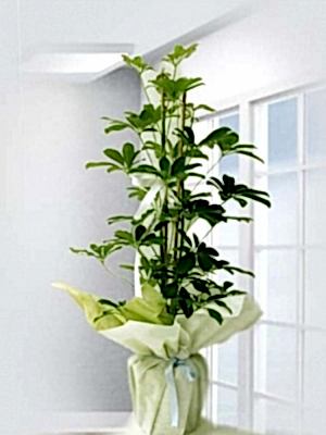 Şeflera ( Schefflera)